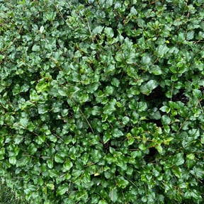 Bush Trimming by Rich Cuts reviewed on July 3, 2022