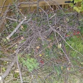 Bush Trimming by Robert Dukes Kut Pro Lawn Maintenance reviewed on May 18, 2022