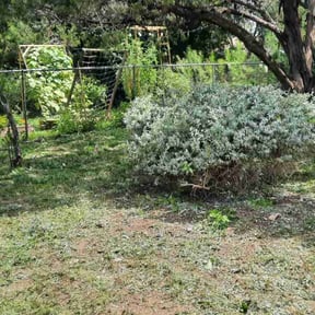 Bush Trimming by Greater vision landscaping and pressure washing reviewed on June 24, 2022