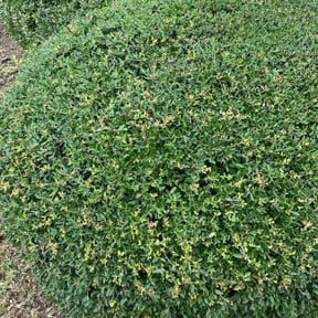 Bush Trimming by Nicuts landscape reviewed on April 22, 2025
