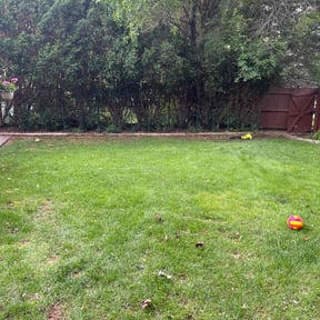 Bush Trimming by Dabney's landscaping and property preservation llc reviewed on August 22, 2024