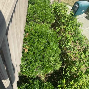 Bush Trimming by Randy's lawncare reviewed on August 7, 2022
