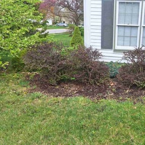 Bush Trimming by Parks Lawn & Landscaping LLC reviewed on July 18, 2022