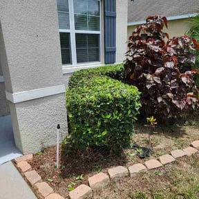 Bush Trimming by james lawn service reviewed on July 27, 2022