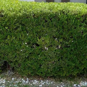 Bush Trimming by Josh's Lawn Care reviewed on July 1, 2022