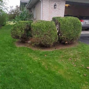 Bush Trimming by Sarmientos Landscaping reviewed on December 4, 2024