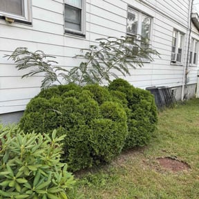 Bush Trimming by Boss Outdoor Service reviewed on April 26, 2022