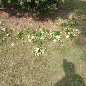 Bush Trimming by Active Lawn Care &amp; Landscapes reviewed on March 18, 2025