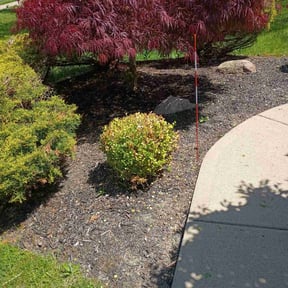 Bush Trimming by Mitchell's Home Solutions reviewed on May 25, 2025