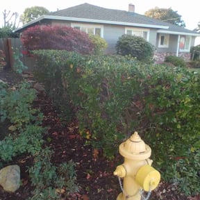 Bush Trimming by Riteous Lawn Care reviewed on May 9, 2022