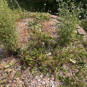 Flower Bed Weeding by Wild rose landscape reviewed on May 20, 2022