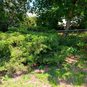 Bush Trimming by Jays Lawns reviewed on May 30, 2025