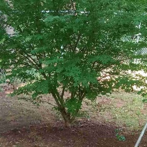 Cleanups by McGregor's landscaping reviewed on June 10, 2022