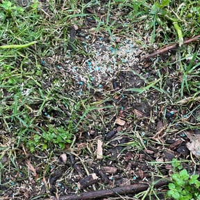 Lawn Seeding by Right Lawn Care reviewed on June 23, 2022