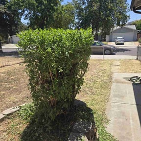Bush Trimming by SGP Lawn Services reviewed on November 28, 2023