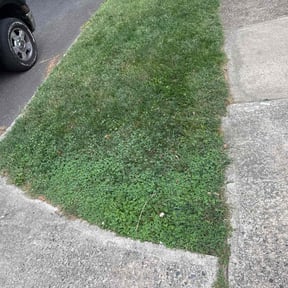 Bush Trimming by Lafitte Lawn Service reviewed on June 23, 2022