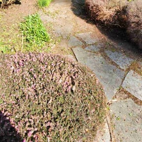 Cleanups by Alfas landscaping reviewed on December 9, 2021