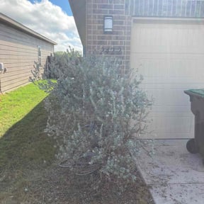 Bush Trimming by Blooming SEEDZ reviewed on March 31, 2025
