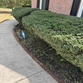 Bush Trimming by Ready Set Mow reviewed on July 10, 2025