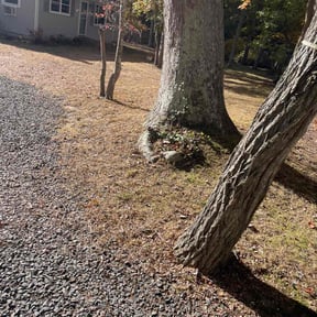 Leaf Removal by Champi lawn care reviewed on May 13, 2022