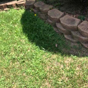 Bush Trimming by C Royalty Landscaping reviewed on May 22, 2022