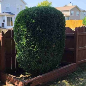Landscaping by Timothy Inge reviewed on June 18, 2022