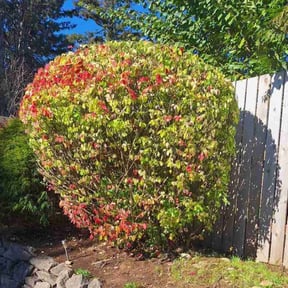 Bush Trimming by John Taylor reviewed on May 28, 2022