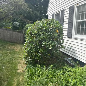 Bush Trimming by VSL Lawn Service reviewed on August 1, 2022
