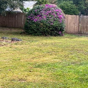Bush Trimming by Lawn Busters LLC reviewed on June 1, 2022