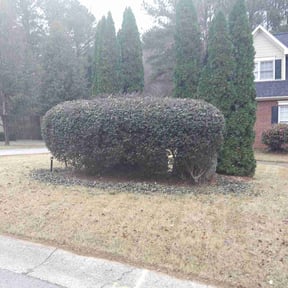 Bush Trimming by Atl Summit Landscaping reviewed on May 9, 2025