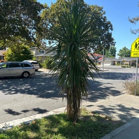 Bush Trimming by Richard Kidman reviewed on July 6, 2022