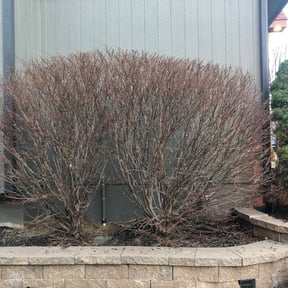 Bush Trimming by Rene's Lawn and Maintenance Service reviewed on October 31, 2021