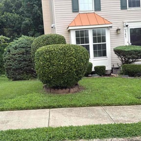 Bush Trimming by C.A.G Lawncare reviewed on April 4, 2025