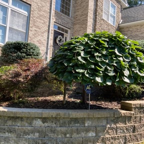 Bush Trimming by Moterra Lawn LLC reviewed on July 24, 2022