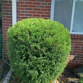 Bush Trimming by Parks Lawn & Landscaping LLC reviewed on November 12, 2022