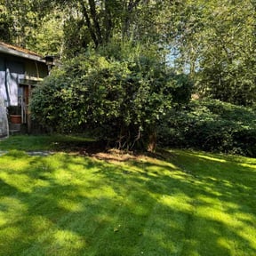 Bush Trimming by Lawn and Beyond reviewed on June 3, 2022