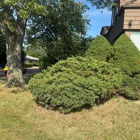Bush Trimming by Elias Landscaping reviewed on August 16, 2025