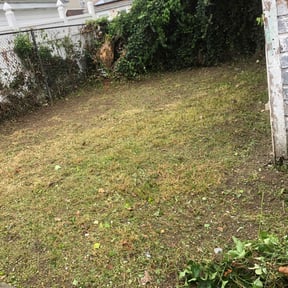 Cleanups by Clean & Clear lawncare reviewed on June 21, 2022
