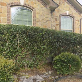 Bush Trimming by Hd landscape reviewed on August 10, 2020