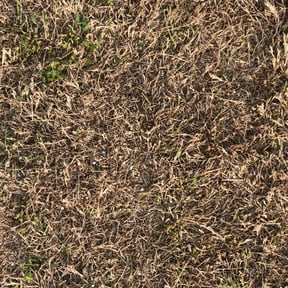 Weed Pulling by Yards Done Daily reviewed on April 28, 2025