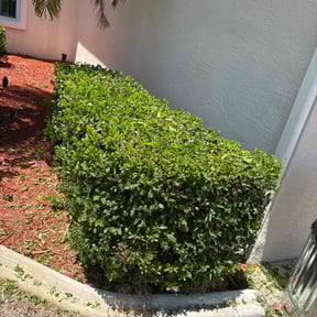 Bush Trimming by PNC Delivery Express reviewed on July 19, 2022
