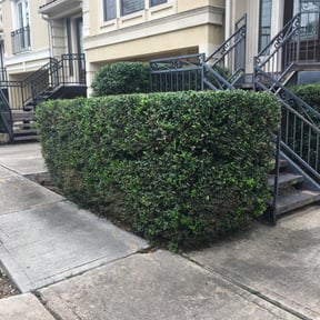 Bush Trimming by Javan Lopez reviewed on February 18, 2025