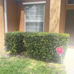 Bush Trimming by Pro Tek Enterprise LLC reviewed on August 17, 2024