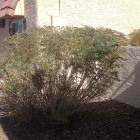 Bush Trimming by A+ Student Lawn Care reviewed on March 30, 2022