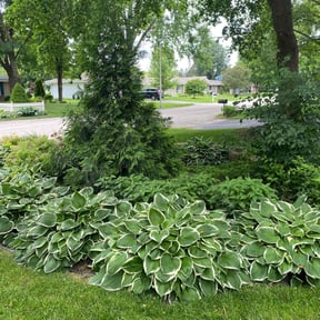 Flower Bed Weeding by Michael McDaniel reviewed on July 31, 2022
