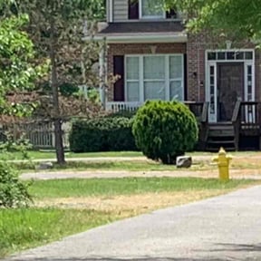 Bush Trimming by CraigScaped Lawn Love reviewed on July 14, 2025