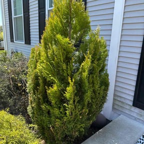 Bush Trimming by F&M LAWNCARE reviewed on August 12, 2021