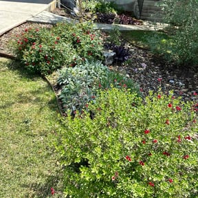 Bush Trimming by Doms Lawn Care reviewed on April 27, 2021