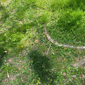 Cleanups by Lawns Plus Landscaping reviewed on July 25, 2022