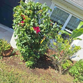 Bush Trimming by Supreme Green Cut&Care reviewed on July 27, 2022